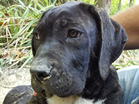 black cane corso head